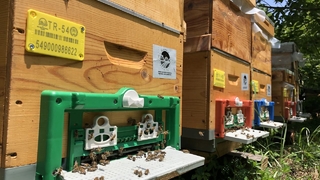 Sakaryalı arıcılara müjde