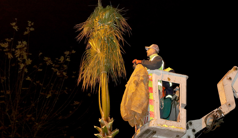 Sakarya’nın süsü palmiyeler kışa hazır