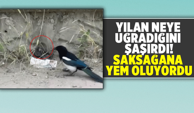Saksağan yılanı böyle yemeye çalıştı