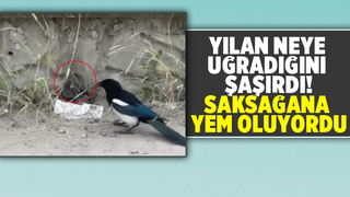 Saksağan yılanı böyle yemeye çalıştı