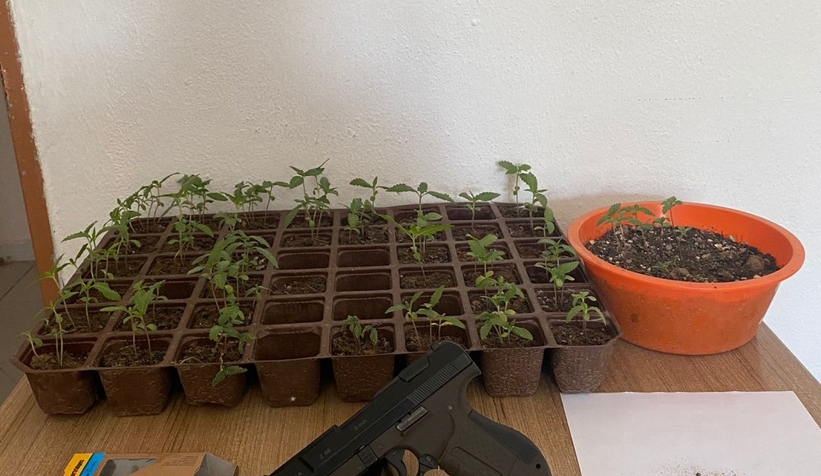 Saksıda kenevir operasyonu