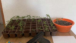 Saksıda kenevir operasyonu