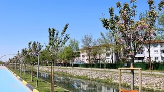 Sakura ağaçları şehri görsel bir şölene dönüştürdü