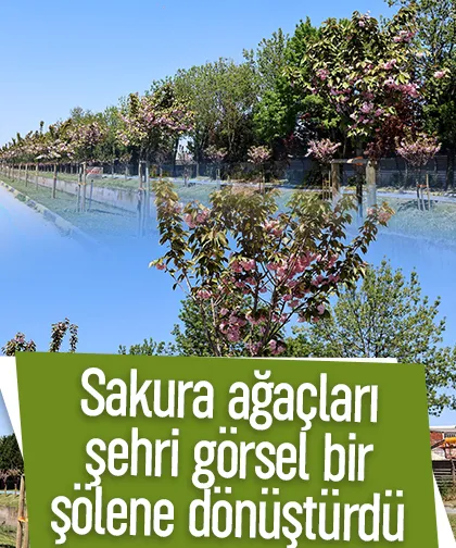 Sakura ağaçları şehri görsel bir şölene dönüştürdü