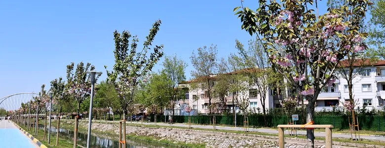 Sakura ağaçları şehri görsel bir şölene dönüştürdü