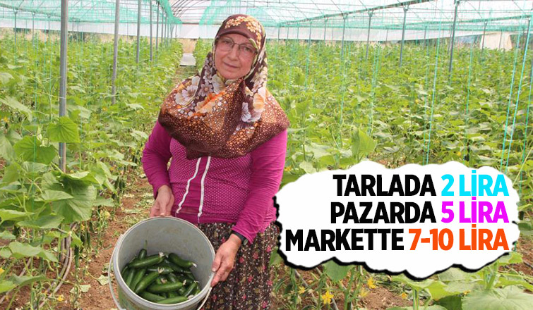 Salatalık tarlada 2, pazarda 5, marketlerde 7 ile 10 lira arası