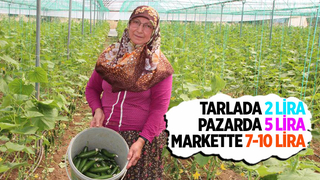 Salatalık tarlada 2, pazarda 5, marketlerde 7 ile 10 lira arası
