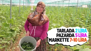 Salatalık tarlada 2, pazarda 5, marketlerde 7 ile 10 lira arası