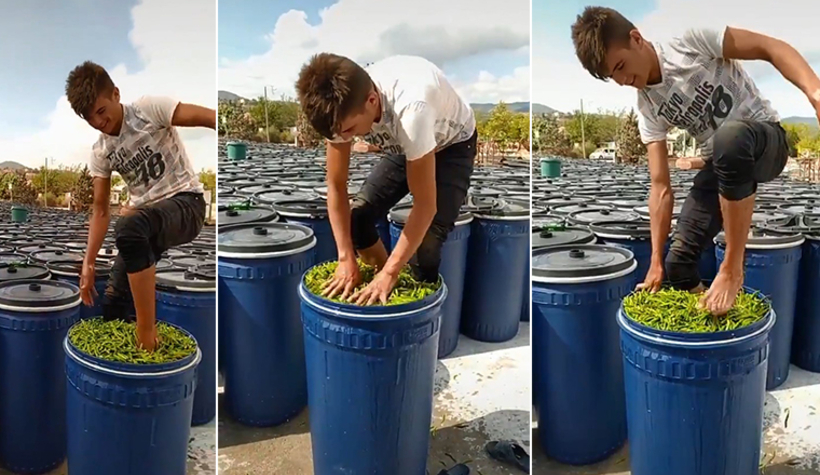 Salçadan sonra turşuluk biberde şoke eden görüntü