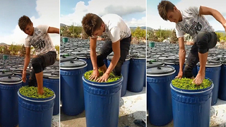 Salçadan sonra turşuluk biberde şoke eden görüntü