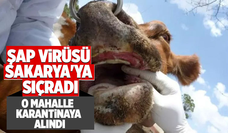 Şap virüsü sakarya'ya sıçradı