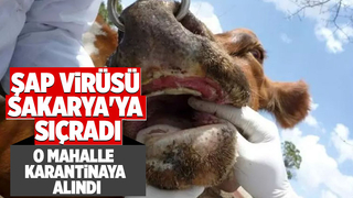 Şap virüsü sakarya'ya sıçradı