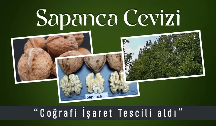Sapanca Cevizi tescillendi