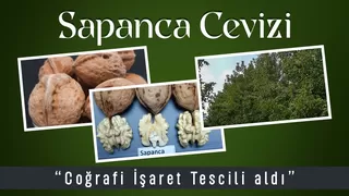 Sapanca Cevizi tescillendi