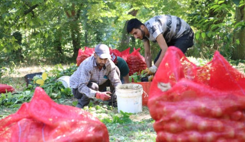 Sapanca cevizinin hasadı başladı