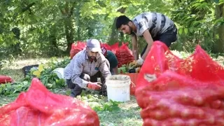 Sapanca cevizinin hasadı başladı