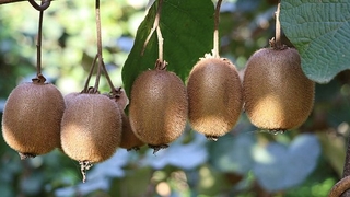 Sapanca'da kivi yüzleri güldürdü