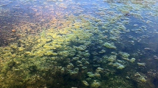 Sapanca Gölü için yeni tehlike 'siyanotoksin'