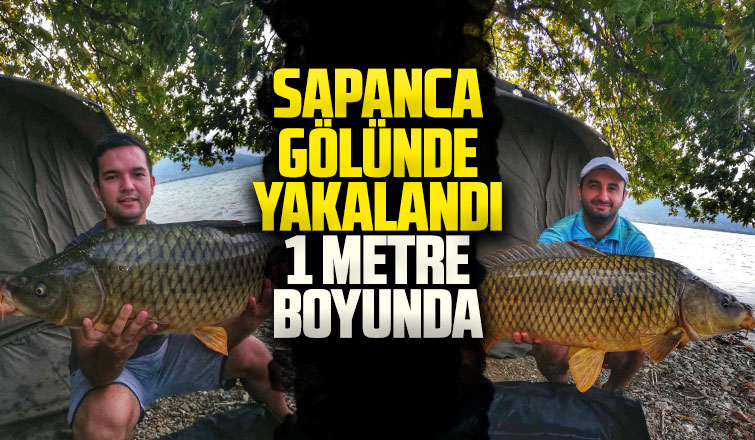 Sapanca Gölü'nde 1 metre boyunda sazan yakalandı