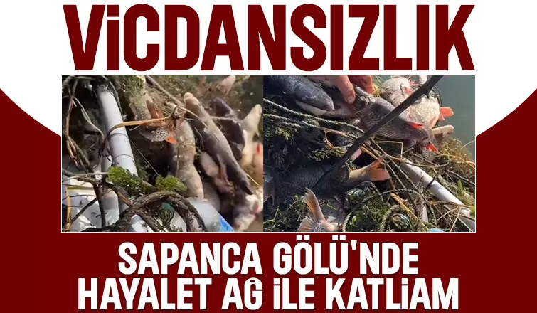 Sapanca Gölü'nde balık katliamı