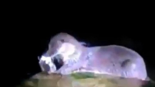 Sapanca Gölü'nde bir kez daha görüntülendi