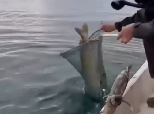 Sapanca Gölü'nde dev Turna yakaladı!