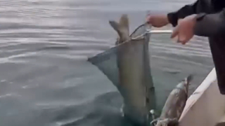 Sapanca Gölü'nde dev Turna yakaladı!