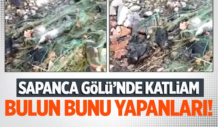 Sapanca Gölü'nde hayalet ağ katliamı