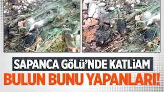 Sapanca Gölü'nde hayalet ağ katliamı