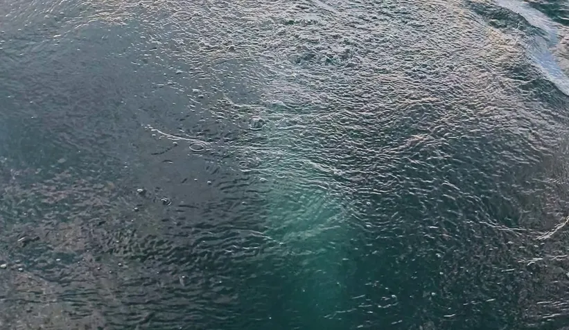 Sapanca Gölü'nde kayda aldı; Önce balık sandım