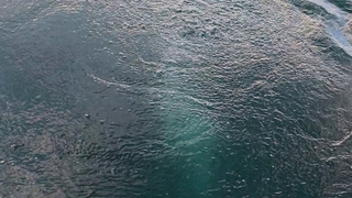 Sapanca Gölü'nde kayda aldı; Önce balık sandım