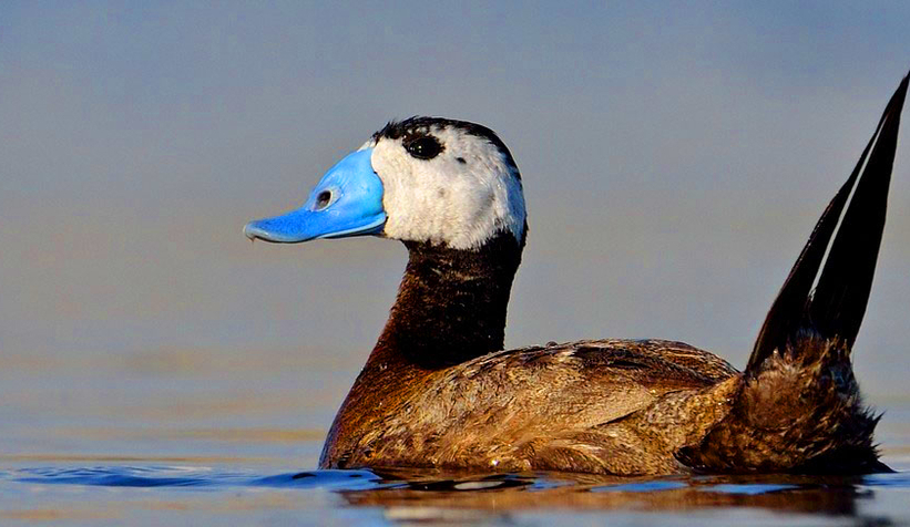 Sapanca Gölü'nde kuş sayımı yapıldı