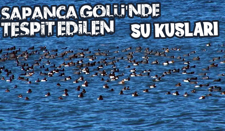 Sapanca Gölü'nde kuş sayımı yapıldı