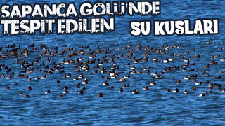 Sapanca Gölü'nde kuş sayımı yapıldı