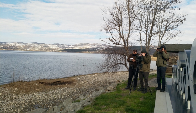 Sapanca Gölü'nde sayım yapıldı; Dikkat çeken kuş türleri