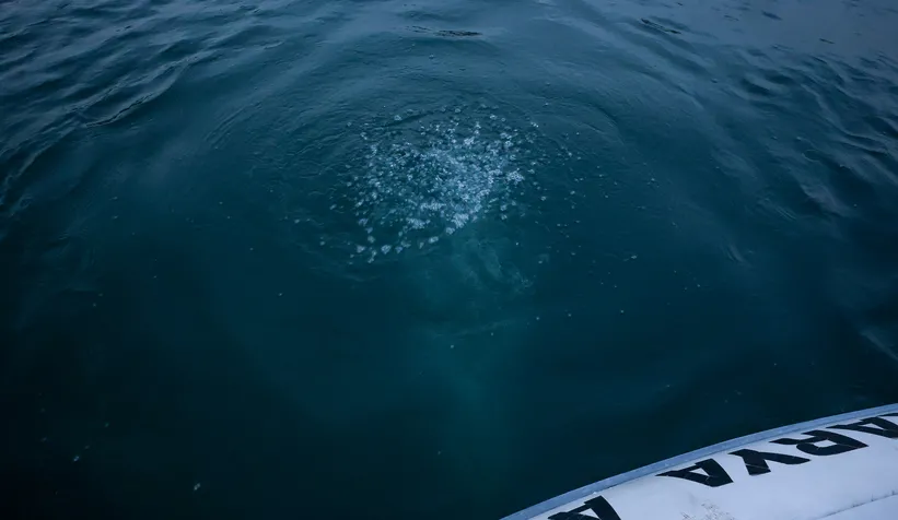 Sapanca Gölü'ndeki kabarcıklar endişe oluşturmuştu; SASKİ açıklama yaptı