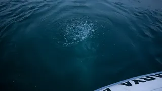 Sapanca Gölü'ndeki kabarcıklar endişe oluşturmuştu; SASKİ açıklama yaptı