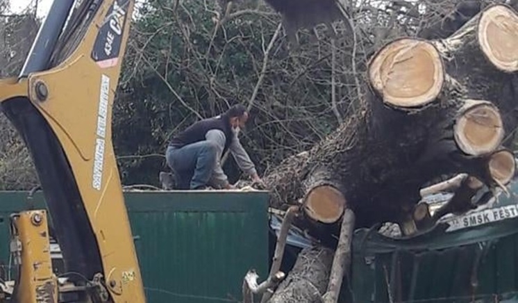 Sapanca’da rüzgar ağaçları devirdi