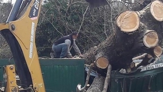 Sapanca’da rüzgar ağaçları devirdi