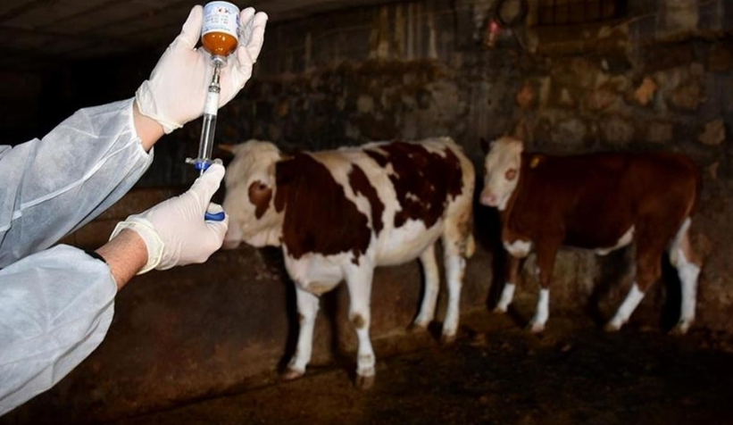 Şapla mücadele için 12,5 milyon aşı gönderildi