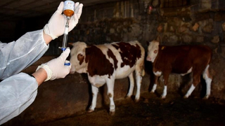 Şapla mücadele için 12,5 milyon aşı gönderildi