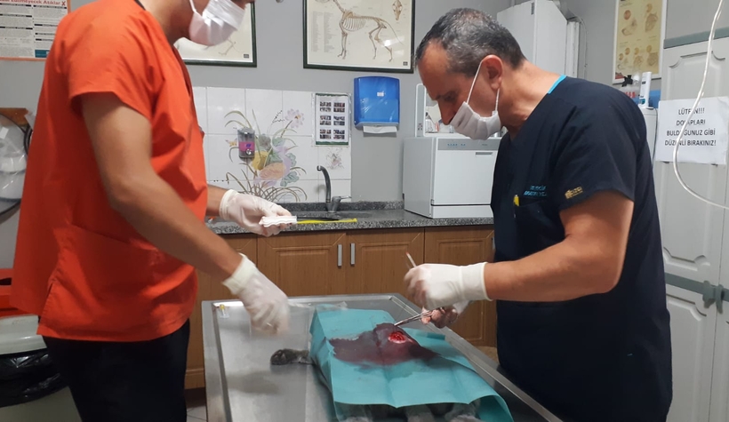 Sasha'nın midesinden iğne çıkarıldı