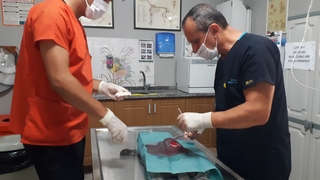 Sasha'nın midesinden iğne çıkarıldı