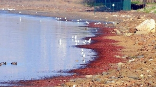 Şaşırtan görüntü: Sahil şeridi kırmızıya büründü