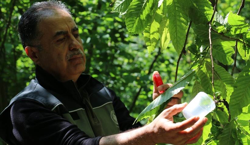 Savaşçı böcekler doğaya salındı
