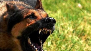 Sayaç okumaya gitti köpek ısırdı