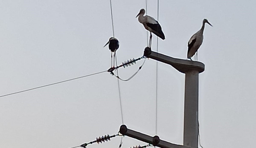 SEDAŞ, leyleklerin güvenli göç yolculuğu için önlemlerini aldı
