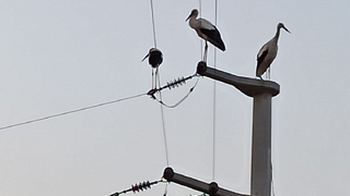 SEDAŞ, leyleklerin güvenli göç yolculuğu için önlemlerini aldı
