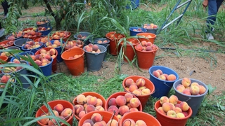 Şeftali üreticisinin yüzü gülüyor