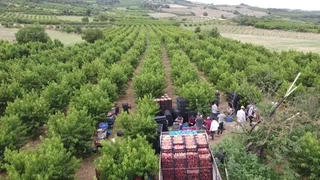 Şeftali üreticisinin yüzü gülüyor